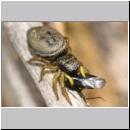 Heliophanus flavipes - Springspinne 01b 5mm mit Fliege.jpg